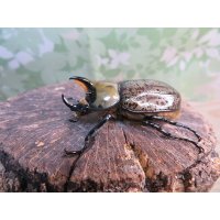 ☆新成虫☆ティティウスシロカブト♂47ミリ♀フリーサイズペア販売！！