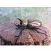 画像1: ☆新成虫☆ティティウスシロカブト♂47ミリ♀フリーサイズペア販売！！ (1)