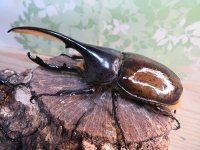 ☆新成虫☆D.H.リッキー♂115ミリ♀68ミリペア販売！！