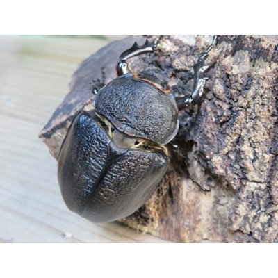 画像4: ☆新成虫☆レックスゾウカブト♂82ミリ♀70ミリペア販売！！