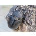 画像4: ☆新成虫☆レックスゾウカブト♂82ミリ♀70ミリペア販売！！ (4)