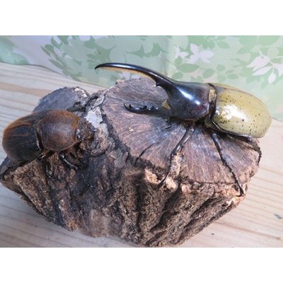 画像5: ☆新成虫☆D.H.ヘラクレス♂101ミリ♀57ミリペア販売！！