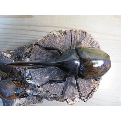 画像2: ☆新成虫☆D.H.リッキー♂115ミリ♀68ミリペア販売！！