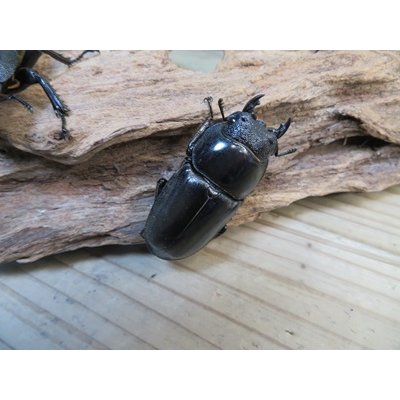 画像5: ☆新成虫☆パラワンオオヒラタクワガタ♂100ミリ♀51ミリペア＋♀46ミリ計3頭トリオ販売！！