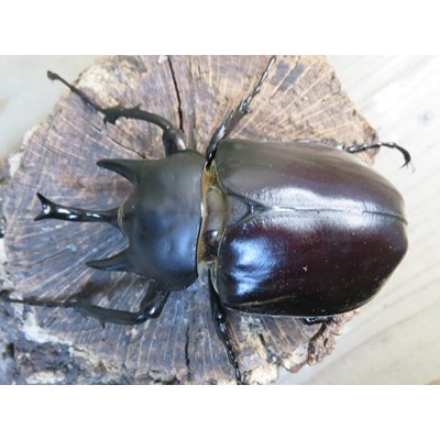 画像2: ☆新成虫☆レックスゾウカブト♂82ミリ♀70ミリペア販売！！