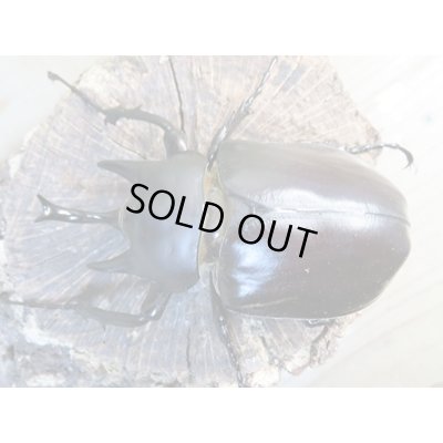 画像2: ☆新成虫☆レックスゾウカブト♂82ミリ♀69ミリペア販売！！