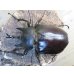 画像2: ☆新成虫☆レックスゾウカブト♂82ミリ♀70ミリペア販売！！ (2)