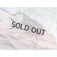 ☆新成虫☆マンディブラリスフタマタクワガタ（赤マンディ）♂80ミリ♀43ミリペア販売！！