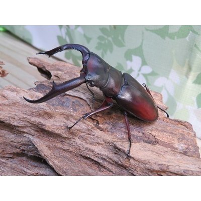 画像1: ☆新成虫☆マンディブラリスフタマタクワガタ（赤マンディ）♂80ミリ♀43ミリペア販売！！