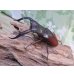 画像1: ☆新成虫☆マンディブラリスフタマタクワガタ（赤マンディ）♂80ミリ♀43ミリペア販売！！ (1)