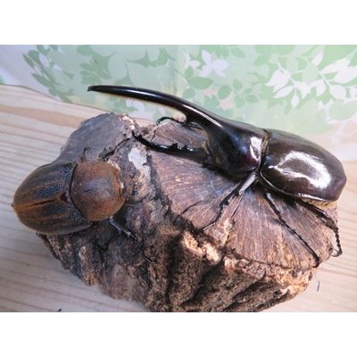 画像5: ☆新成虫☆D.H.ヘラクレス♂123ミリ♀63ミリペア販売！！