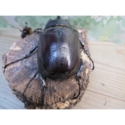 画像3: ☆新成虫☆レックスゾウカブト♂96ミリ♀73ミリペア販売！！