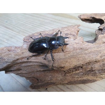 画像4: ☆新成虫☆マンディブラリスフタマタクワガタ（赤マンディ）♂80ミリ♀43ミリペア販売！！