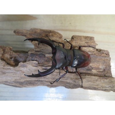 画像2: ☆新成虫☆マンディブラリスフタマタクワガタ（赤マンディ）♂80ミリ♀43ミリペア販売！！