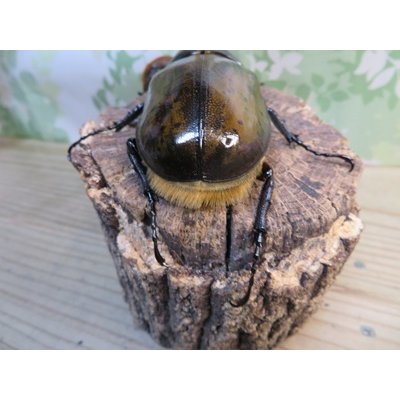 画像3: ☆新成虫☆D.H.リッキー♂115ミリ♀68ミリペア販売！！