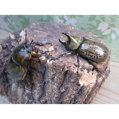 画像5: ☆新成虫☆ティティウスシロカブト♂47ミリ♀フリーサイズペア販売！！