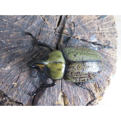 画像2: ☆新成虫☆ティティウスシロカブト♂47ミリ♀フリーサイズペア販売！！