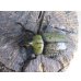 画像2: ☆新成虫☆ティティウスシロカブト♂47ミリ♀フリーサイズペア販売！！ (2)