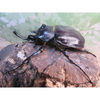 ☆新成虫☆レックスゾウカブト♂96ミリ♀73ミリペア販売！！