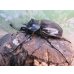 画像1: ☆新成虫☆レックスゾウカブト♂96ミリ♀73ミリペア販売！！ (1)