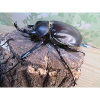 ☆新成虫☆レックスゾウカブト♂82ミリ♀70ミリペア販売！！