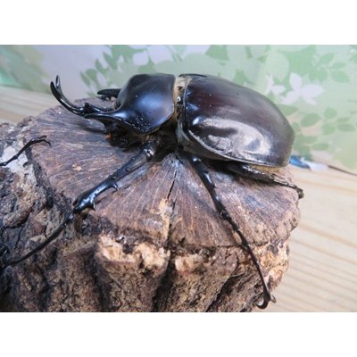 画像1: ☆新成虫☆レックスゾウカブト♂82ミリ♀70ミリペア販売！！