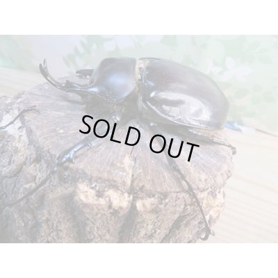 画像1: ☆新成虫☆レックスゾウカブト♂82ミリ♀69ミリペア販売！！