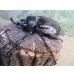 画像1: ☆新成虫☆レックスゾウカブト♂82ミリ♀70ミリペア販売！！ (1)