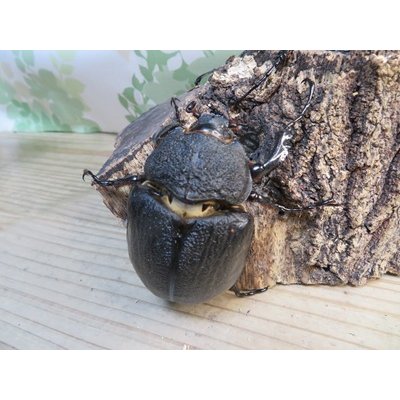 画像4: ☆新成虫☆レックスゾウカブト♂96ミリ♀73ミリペア販売！！