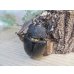 画像4: ☆新成虫☆レックスゾウカブト♂96ミリ♀73ミリペア販売！！ (4)