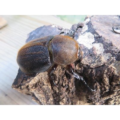 画像4: ☆新成虫☆D.H.ヘラクレス♂101ミリ♀57ミリペア販売！！