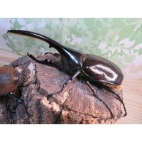 ☆新成虫☆D.H.ヘラクレス♂123ミリ♀63ミリペア販売！！