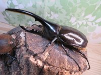 ☆新成虫☆D.H.ヘラクレス♂123ミリ♀63ミリペア販売！！