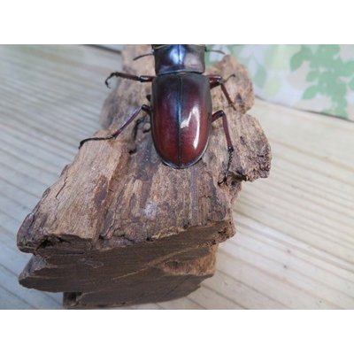 画像3: ☆新成虫☆マンディブラリスフタマタクワガタ（赤マンディ）♂80ミリ♀43ミリペア販売！！