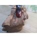 画像3: ☆新成虫☆マンディブラリスフタマタクワガタ（赤マンディ）♂80ミリ♀43ミリペア販売！！ (3)