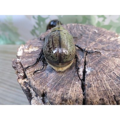 画像3: ☆新成虫☆ティティウスシロカブト♂47ミリ♀フリーサイズペア販売！！