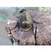 画像3: ☆新成虫☆ティティウスシロカブト♂47ミリ♀フリーサイズペア販売！！ (3)