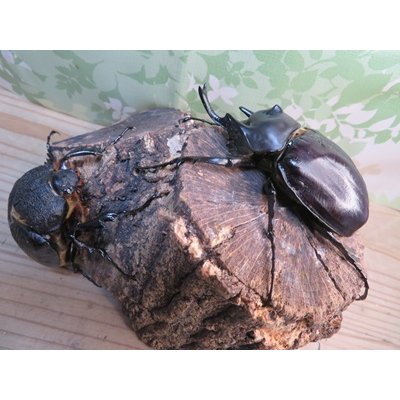画像5: ☆新成虫☆レックスゾウカブト♂96ミリ♀73ミリペア販売！！