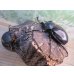画像5: ☆新成虫☆レックスゾウカブト♂96ミリ♀73ミリペア販売！！ (5)