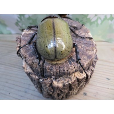 画像3: ☆新成虫☆D.H.ヘラクレス♂101ミリ♀57ミリペア販売！！