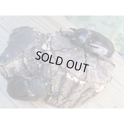 画像5: ☆新成虫☆レックスゾウカブト♂82ミリ♀69ミリペア販売！！