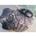 画像5: ☆新成虫☆レックスゾウカブト♂82ミリ♀70ミリペア販売！！ (5)