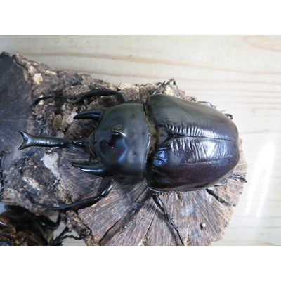 画像2: ☆新成虫☆レックスゾウカブト♂96ミリ♀73ミリペア販売！！