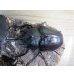 画像2: ☆新成虫☆レックスゾウカブト♂96ミリ♀73ミリペア販売！！ (2)