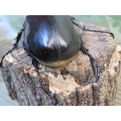 画像3: ☆新成虫☆レックスゾウカブト♂82ミリ♀70ミリペア販売！！