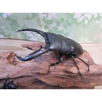 ☆新成虫☆パラワンオオヒラタクワガタ♂100ミリ♀51ミリペア＋♀46ミリ計3頭トリオ販売！！