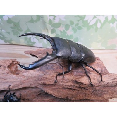 画像1: ☆新成虫☆パラワンオオヒラタクワガタ♂100ミリ♀51ミリペア＋♀46ミリ計3頭トリオ販売！！