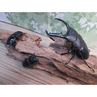 画像6: ☆新成虫☆パラワンオオヒラタクワガタ♂100ミリ♀51ミリペア＋♀46ミリ計3頭トリオ販売！！
