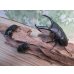 画像6: ☆新成虫☆パラワンオオヒラタクワガタ♂100ミリ♀51ミリペア＋♀46ミリ計3頭トリオ販売！！ (6)