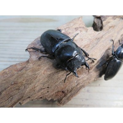 画像4: ☆新成虫☆パラワンオオヒラタクワガタ♂100ミリ♀51ミリペア＋♀46ミリ計3頭トリオ販売！！
